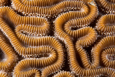 Grooved Brain Coral 